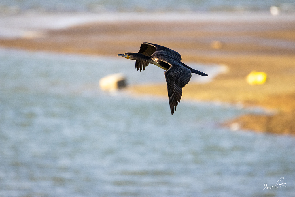 Grand cormoran en vol